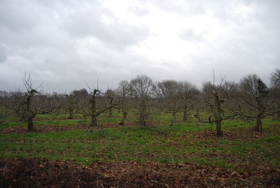 Apple orchard in summer