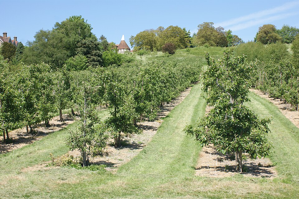 Greenbrier Orchard apple rows